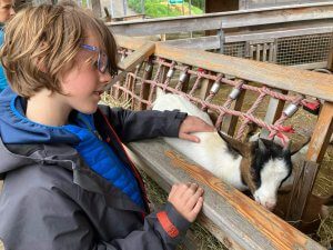 A child petting a goat at the Moosalm petting zoo, a favourite among the 15 best things to do with kids in Lienz. This interactive activity is ideal for animal-loving families.