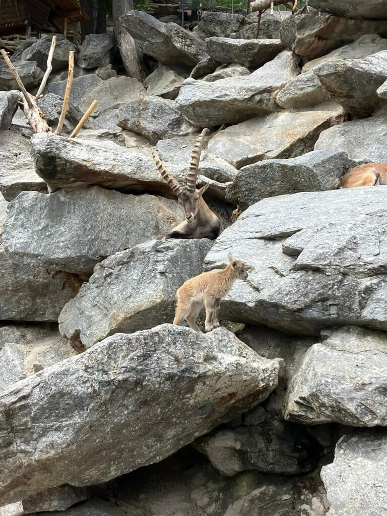 An Alpine ibex and its young perched on rocky terrain at the Alpenzoo in Innsbruck—a great family-friendly attraction in Innsbruck.