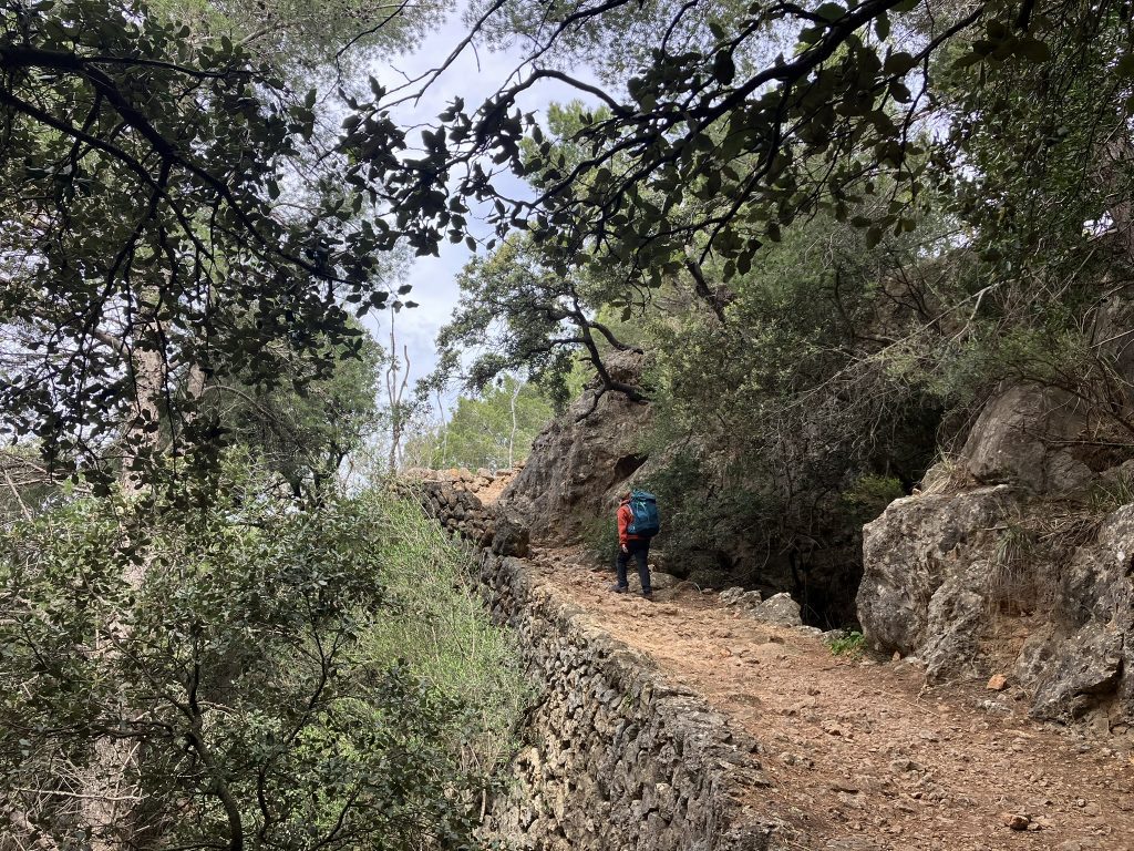 A child walks along a stone-lined trail through thick forest, a peaceful and shady section of the GR221 route between Deià and Sóller—ideal for beginners or families enjoying the Serra de Tramuntana.