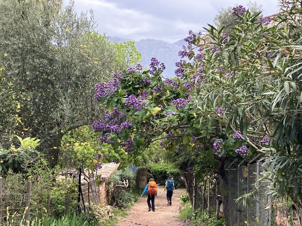 Two hikers walk under blooming purple flowers and lush trees near Finca Son Mico on a rural Mallorca trail—this vibrant path is part of a family-friendly hike in the Tramuntana mountains.
