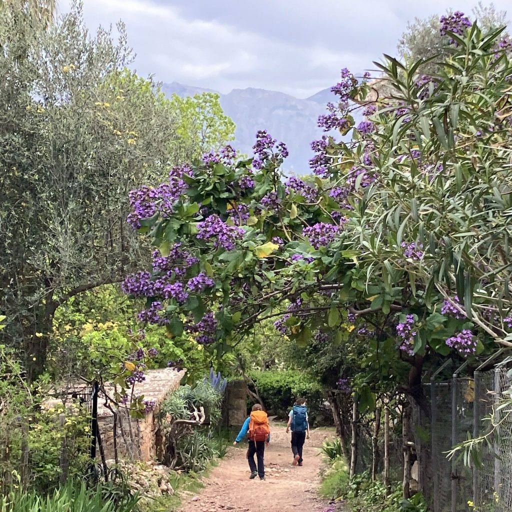 Two hikers walk under blooming purple flowers and lush trees near Finca Son Mico on a rural Mallorca trail—this vibrant path is part of a family-friendly hike in the Tramuntana mountains.