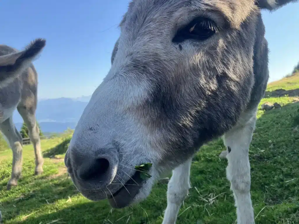 A close-up of a donkey eating grass on a hillside trail with alpine mountains blurred in the background.