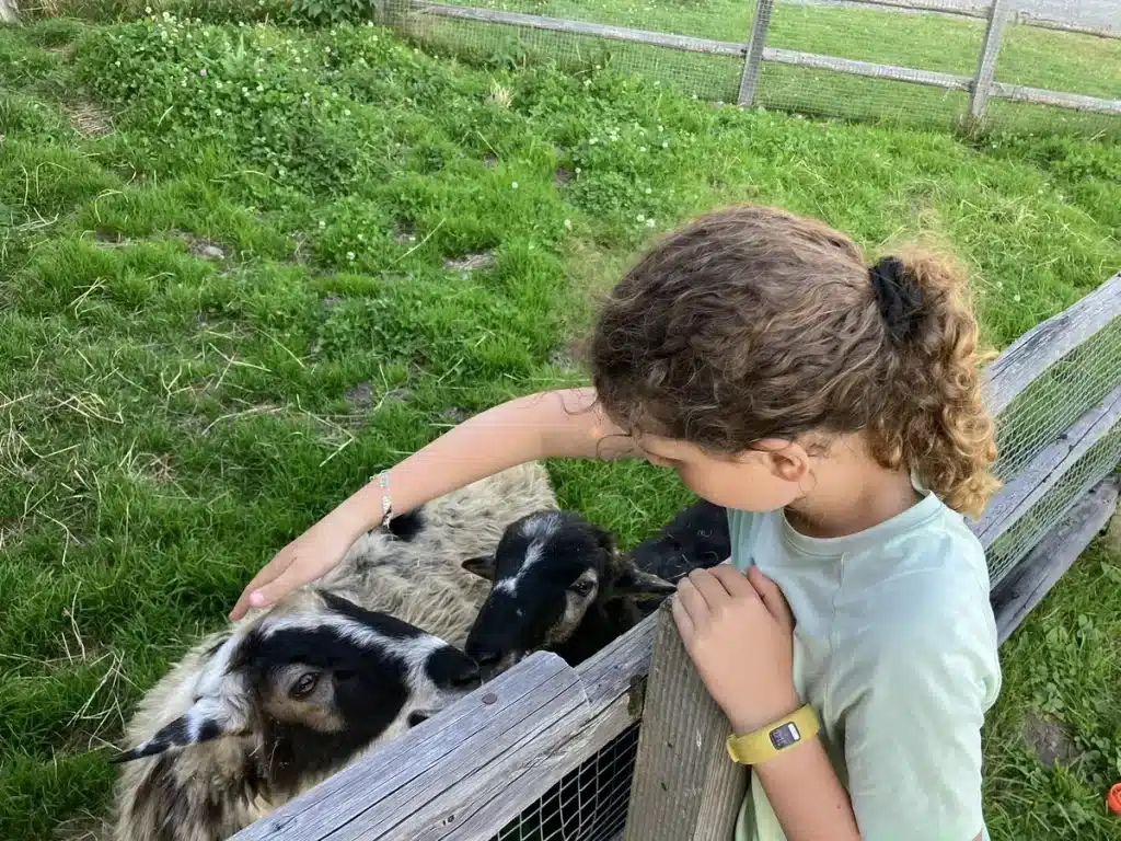 A young girl reaching over a wooden fence to pet two sheep in a grassy paddock.
