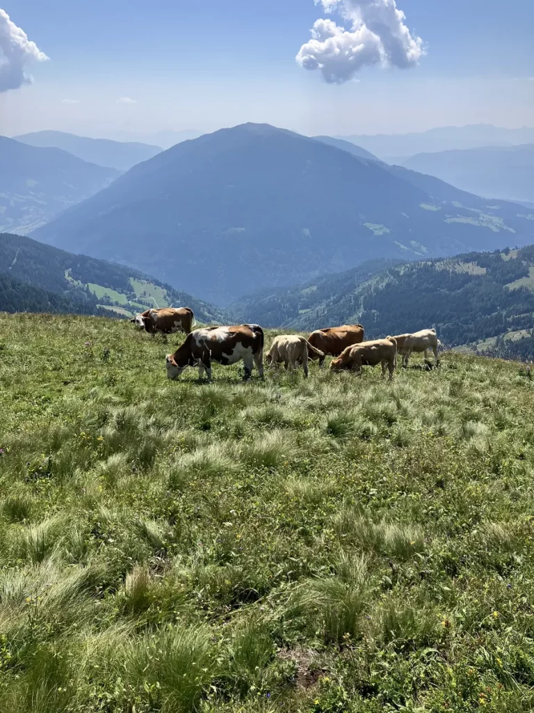 A small herd of brown and white cows grazing on a grassy alpine slope with mountains stretching into the distance.