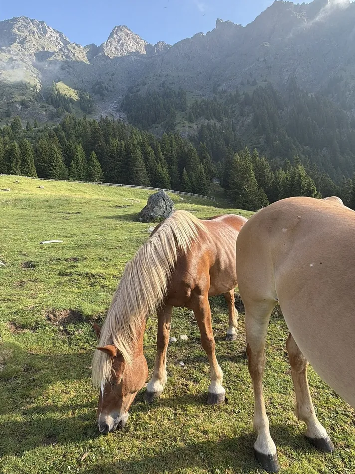 Two chestnut horses graze in a sunny alpine meadow beneath rugged mountain peaks and dark evergreen forest. One horse stands close to the camera while the other lowers its head to the grass.